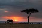 Silhouette of an African elephants walking at sunset Masai Mara National Reserve-Kenya-Africa Art Print